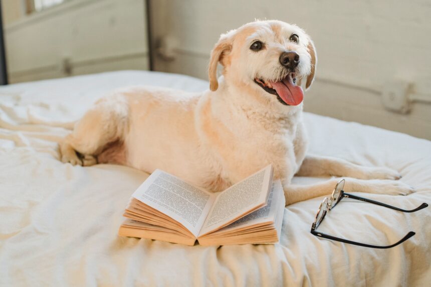 les 3 meilleurs livres de Didier Van Cauwelaert