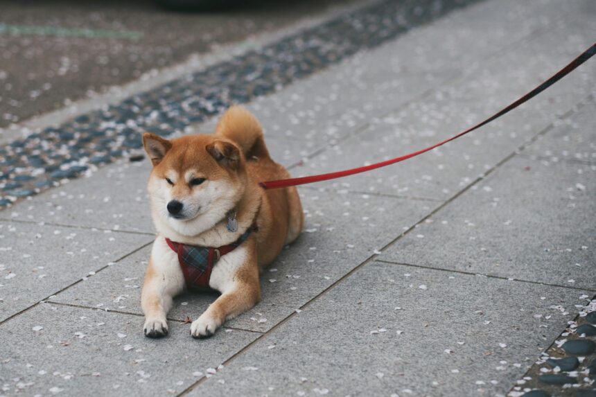 les 3 meilleurs livres sur les Akita Inu
