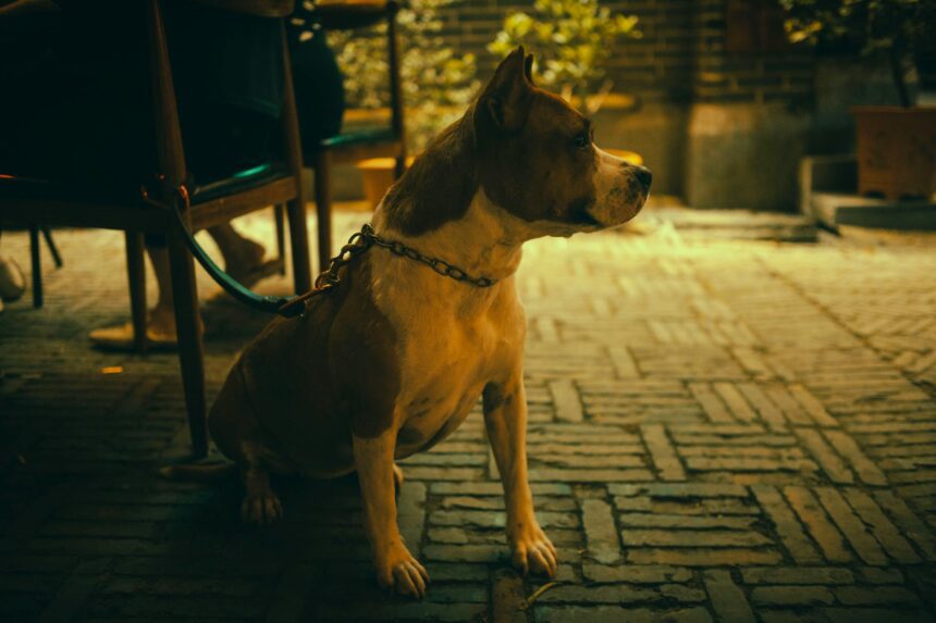 les 3 meilleurs livres sur les American Staffordshire Terrier