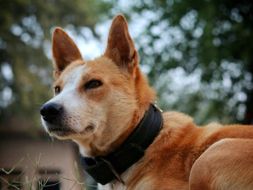 les 2 meilleurs livres sur les Basenjis