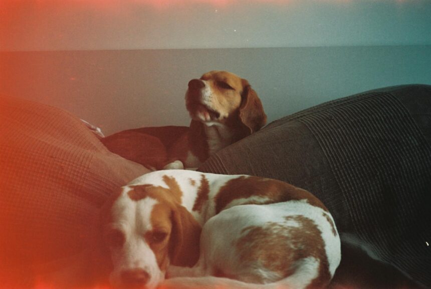 les 3 meilleurs livres sur les Beagles