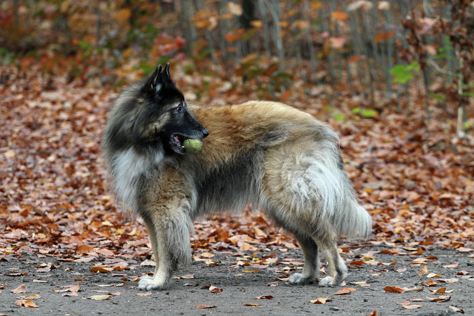 les 3 meilleurs livres sur les Bergers Belges Malinois