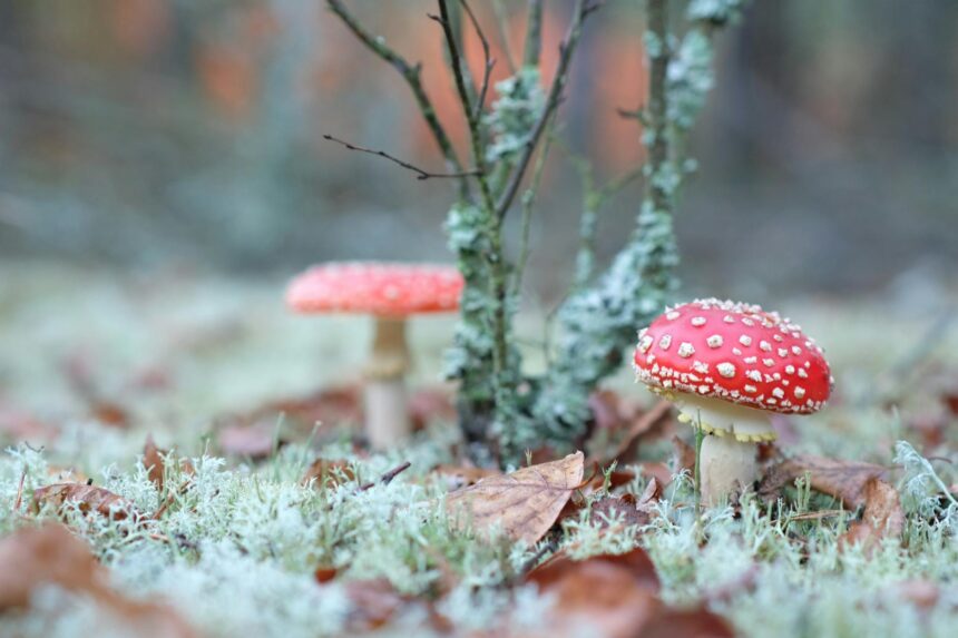 les 3 meilleurs livres sur les biomes