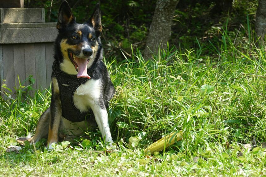les 3 meilleurs livres sur les Border Collies