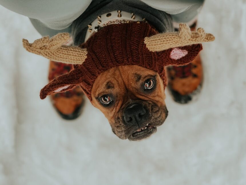les 3 meilleurs livres sur les chien boxers