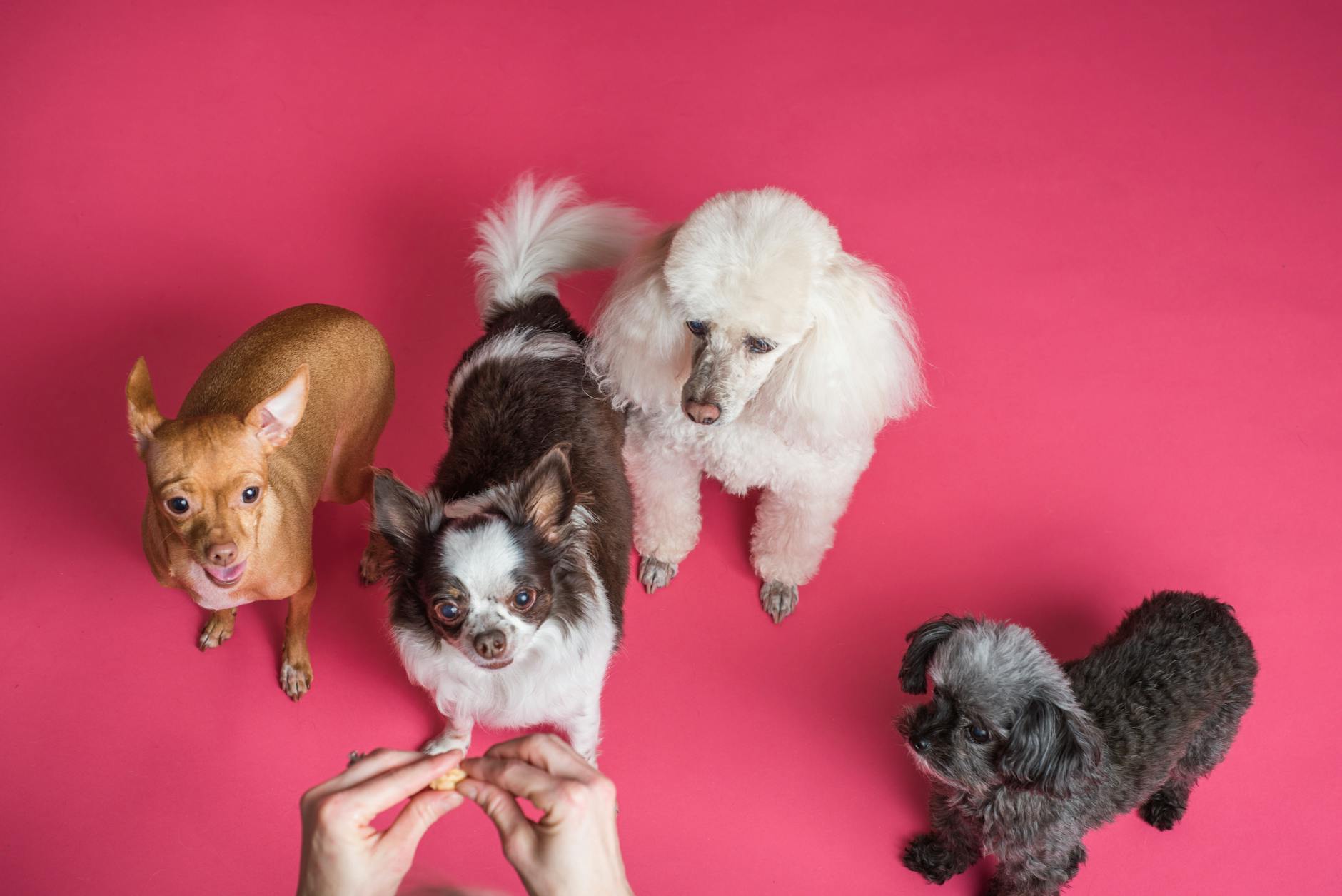 les 3 meilleurs livres sur les Chihuahuas