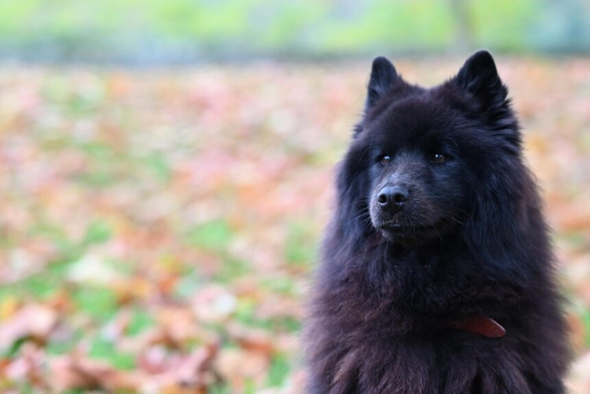 les 3 meilleurs livres sur les Chow-Chow