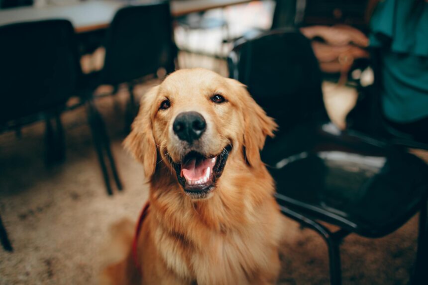 les 3 meilleurs livres sur les Golden Retriever