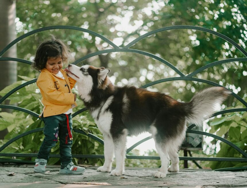 les 3 meilleurs livres sur les Husky Sibériens