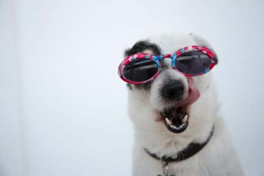 les 3 meilleurs livres sur les Jack Russell Terrier