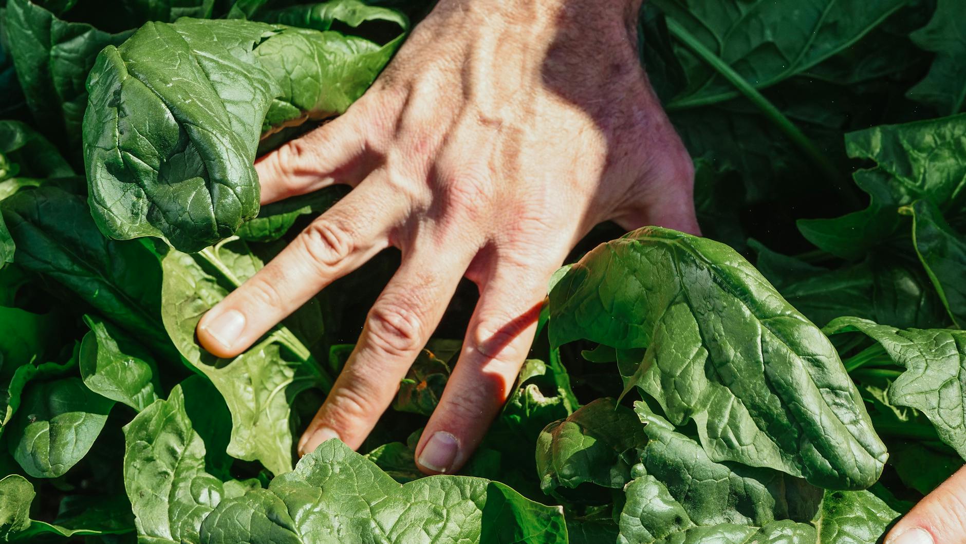 les 3 meilleurs livres sur l'alimentation durable
