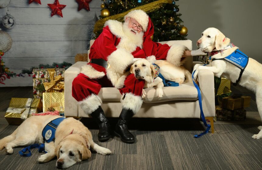 les 3 meilleurs livres sur les Labradors
