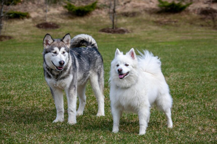 les 3 meilleurs livres sur Les malamutes de l'Alaska
