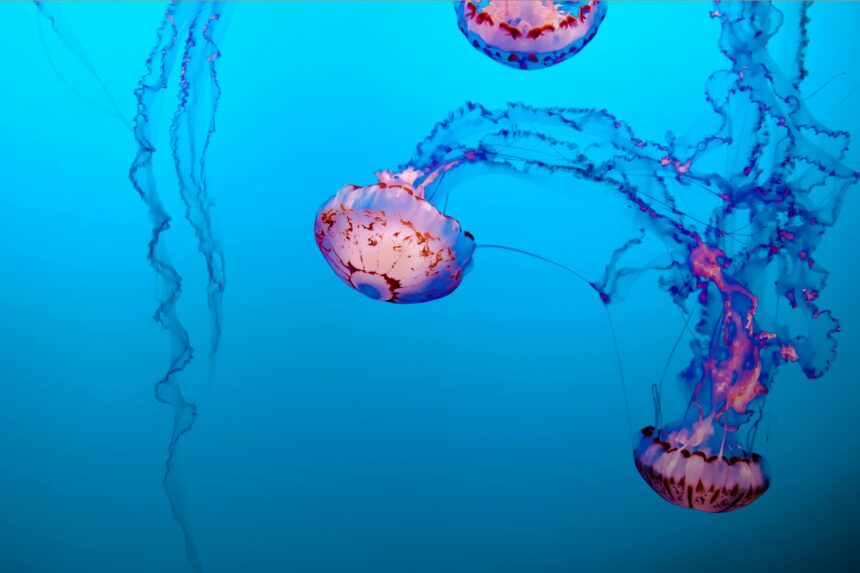 les 3 meilleurs livres sur les mondes sous-marins imaginaires