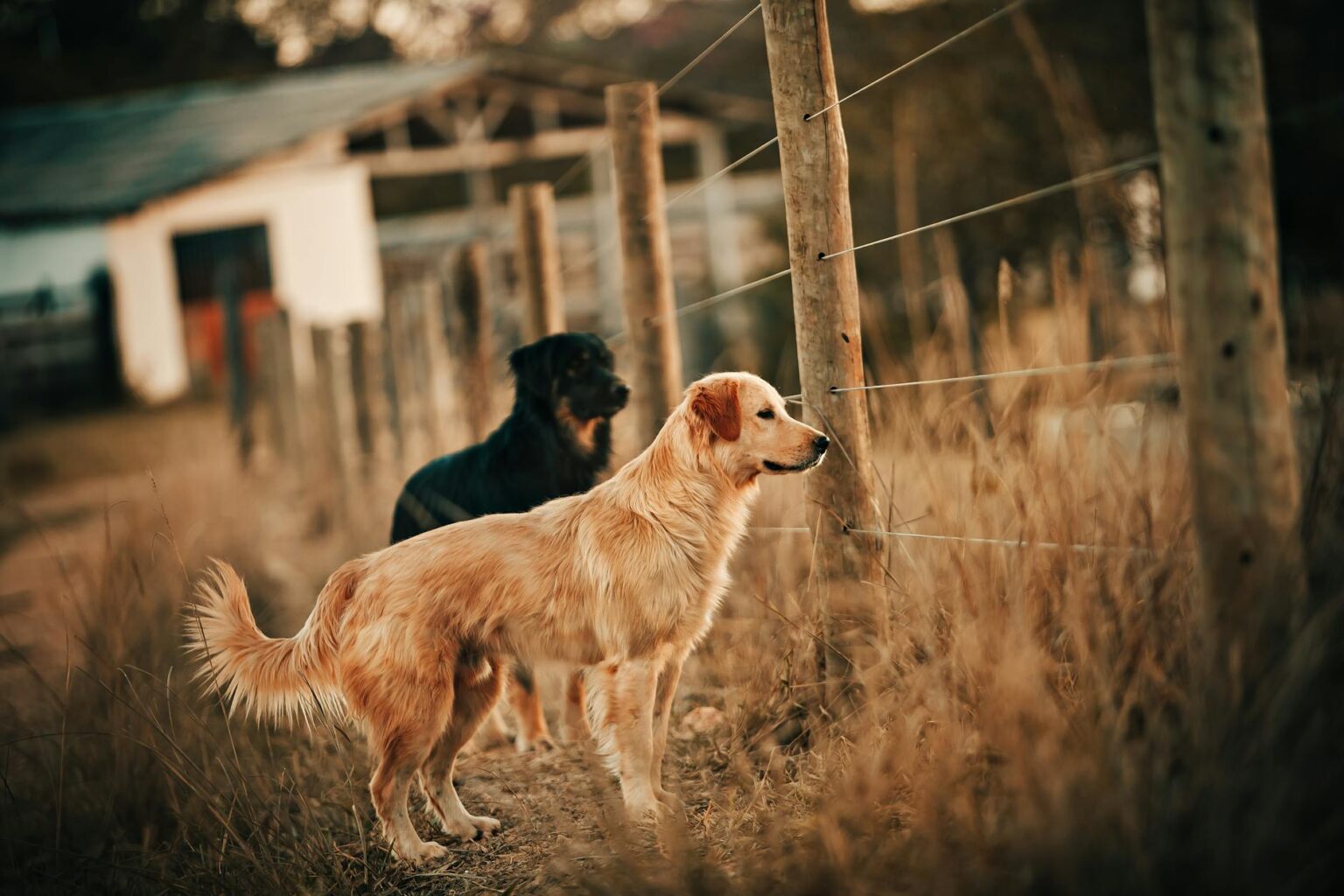 les 3 meilleurs livres sur les Rottweilers