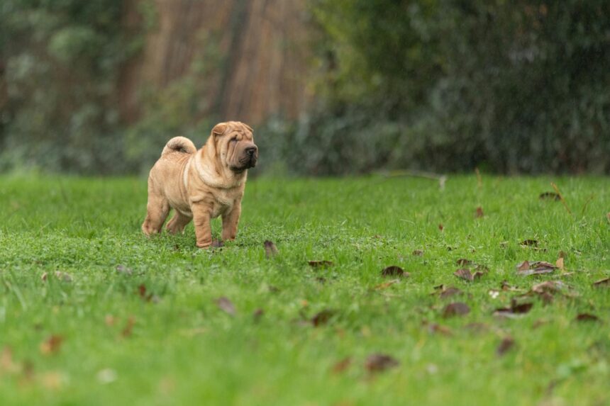 les 3 meilleurs livres sur les Shar-Pei