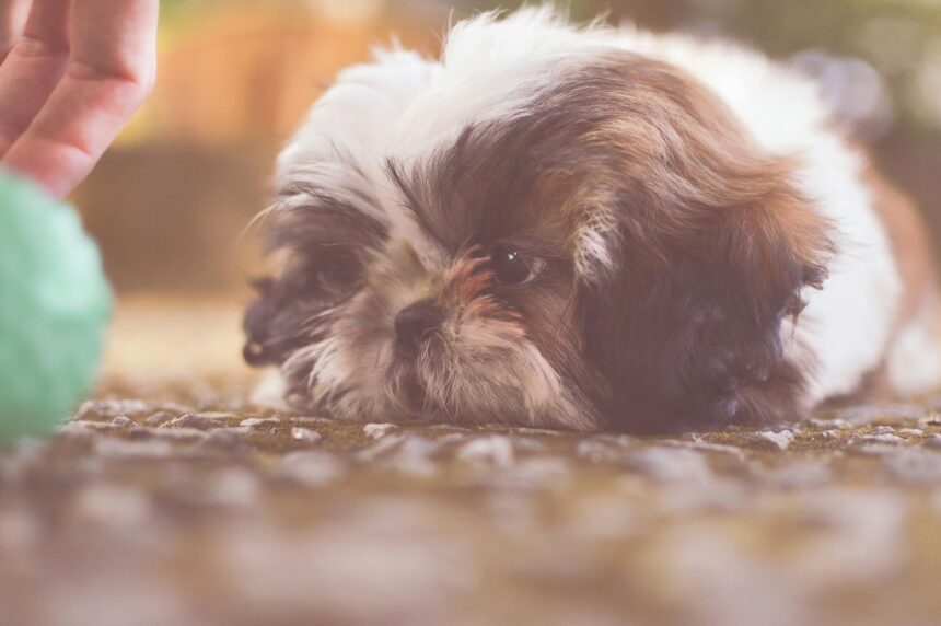 les 3 meilleurs livres sur les Shih Tzu