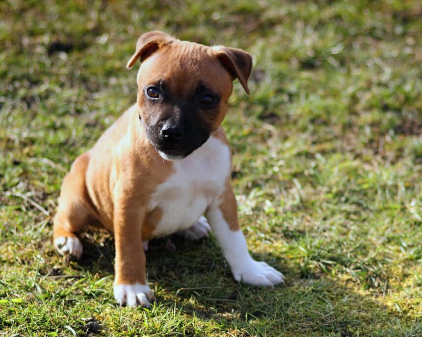 les 3 meilleurs livres sur les Staffordshire Bull Terrier