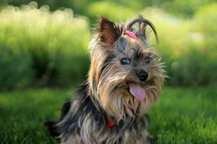 les 3 meilleurs livres sur les Yorkshire Terrier